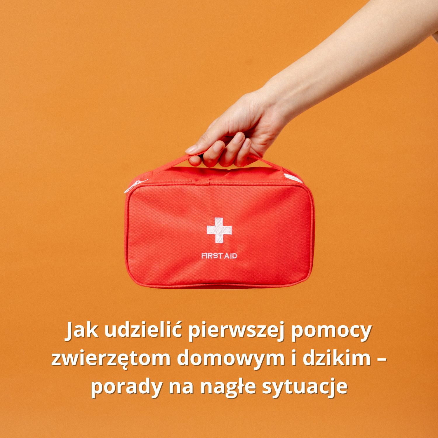 Ręka trzymająca czerwoną apteczkę pierwszej pomocy na pomarańczowym tle – artykuł o udzielaniu pomocy zwierzętom