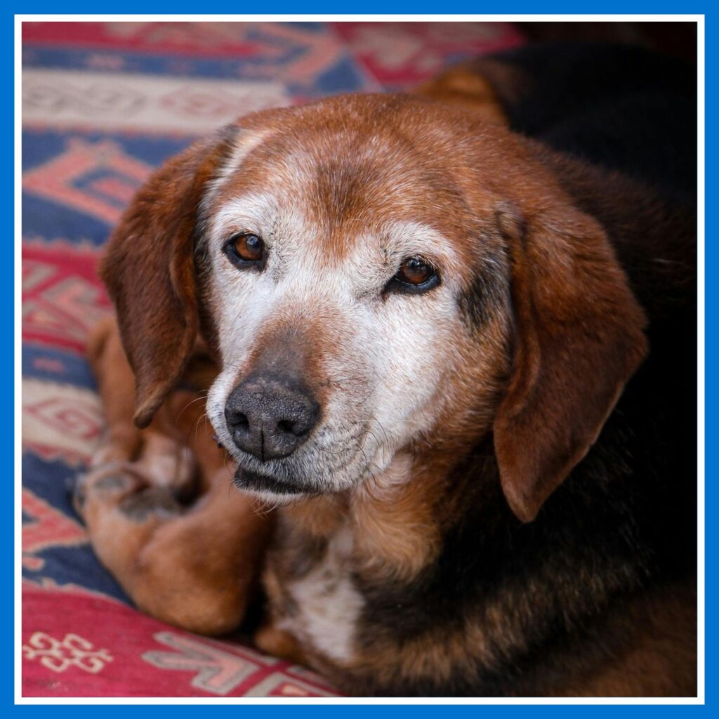 Beta-glukany w&nbsp;diecie starszych psów i&nbsp;kotów