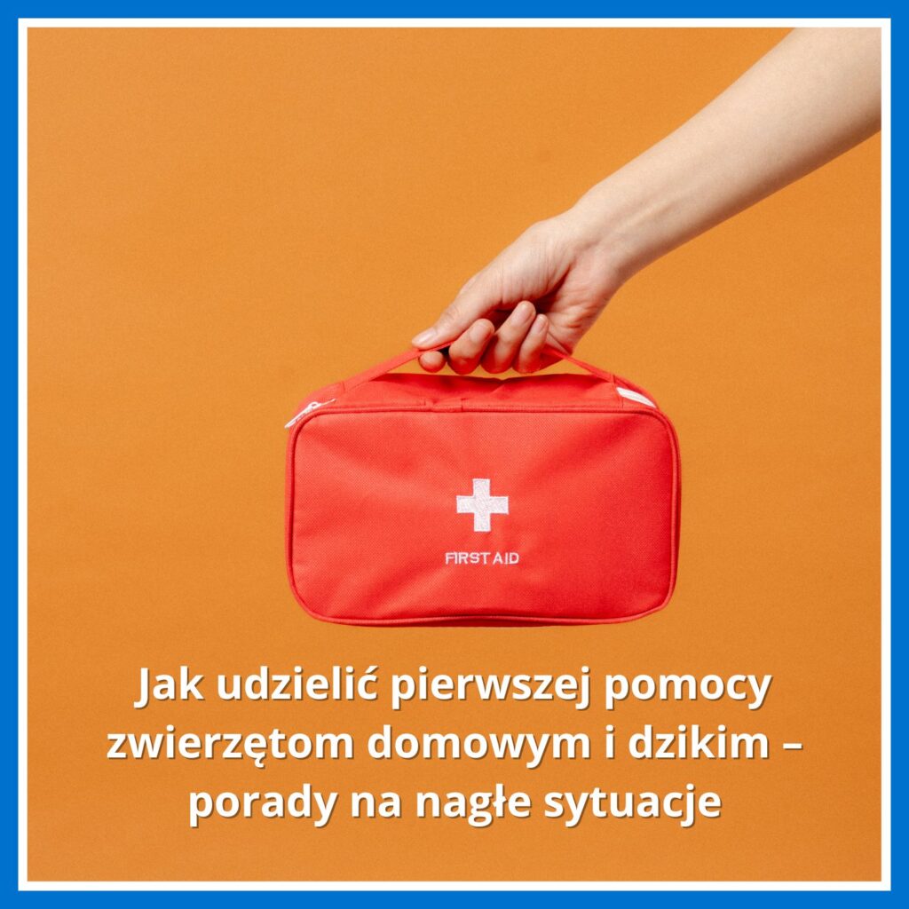 Pierwsza pomoc zwierzętom domowym i&nbsp;dzikim – porady na&nbsp;nagłe sytuacje